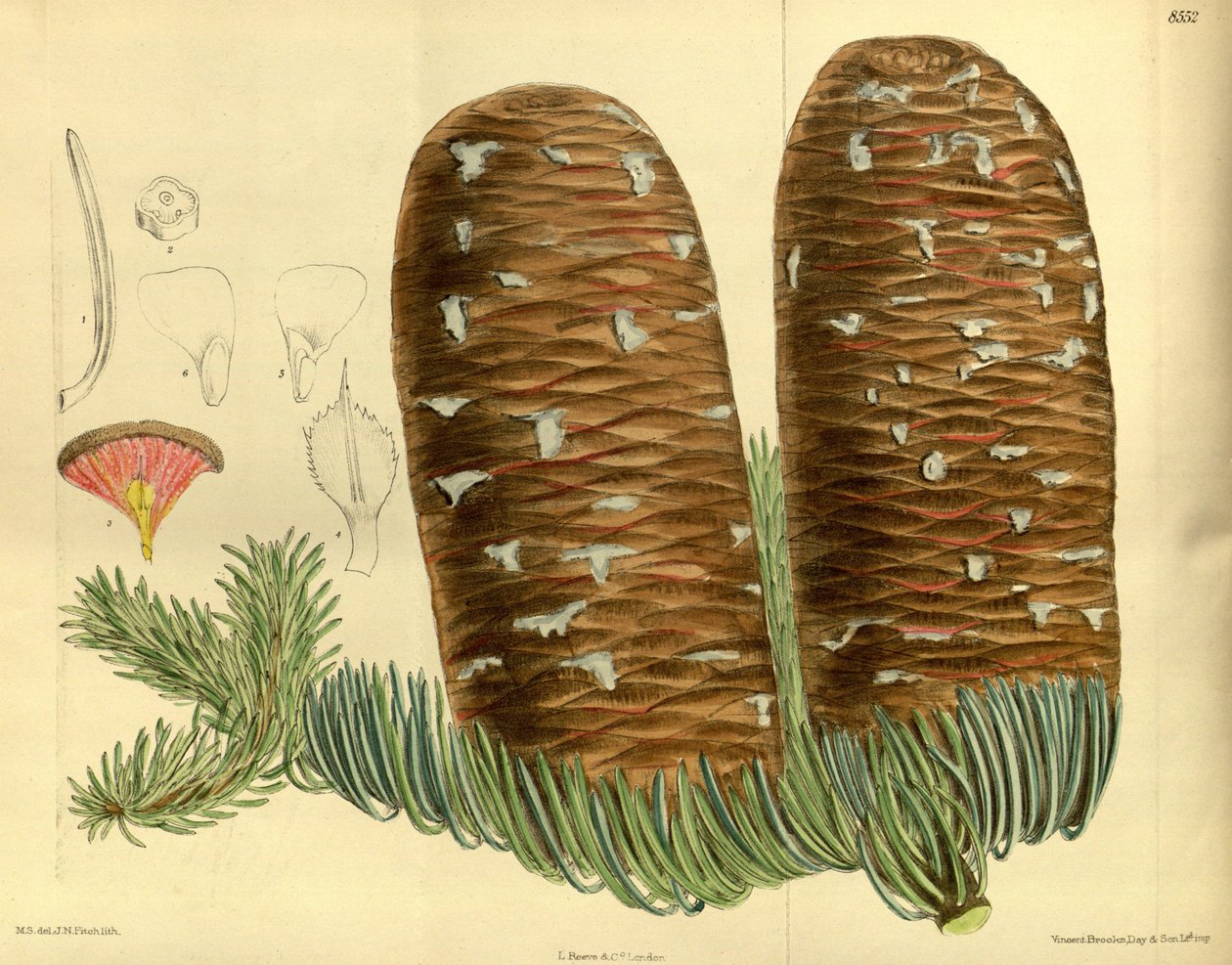 Abies magnifica, Pinaceae autorstwa J.N. Fitch