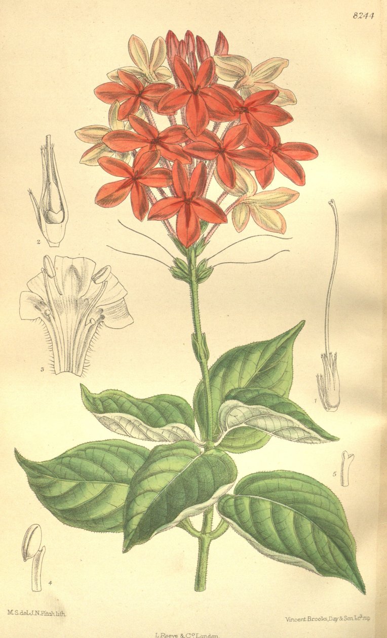 Pseuderanthemum seticalyx (= Ruspolia seticalyx), Acanthaceae autorstwa J.N. Fitch