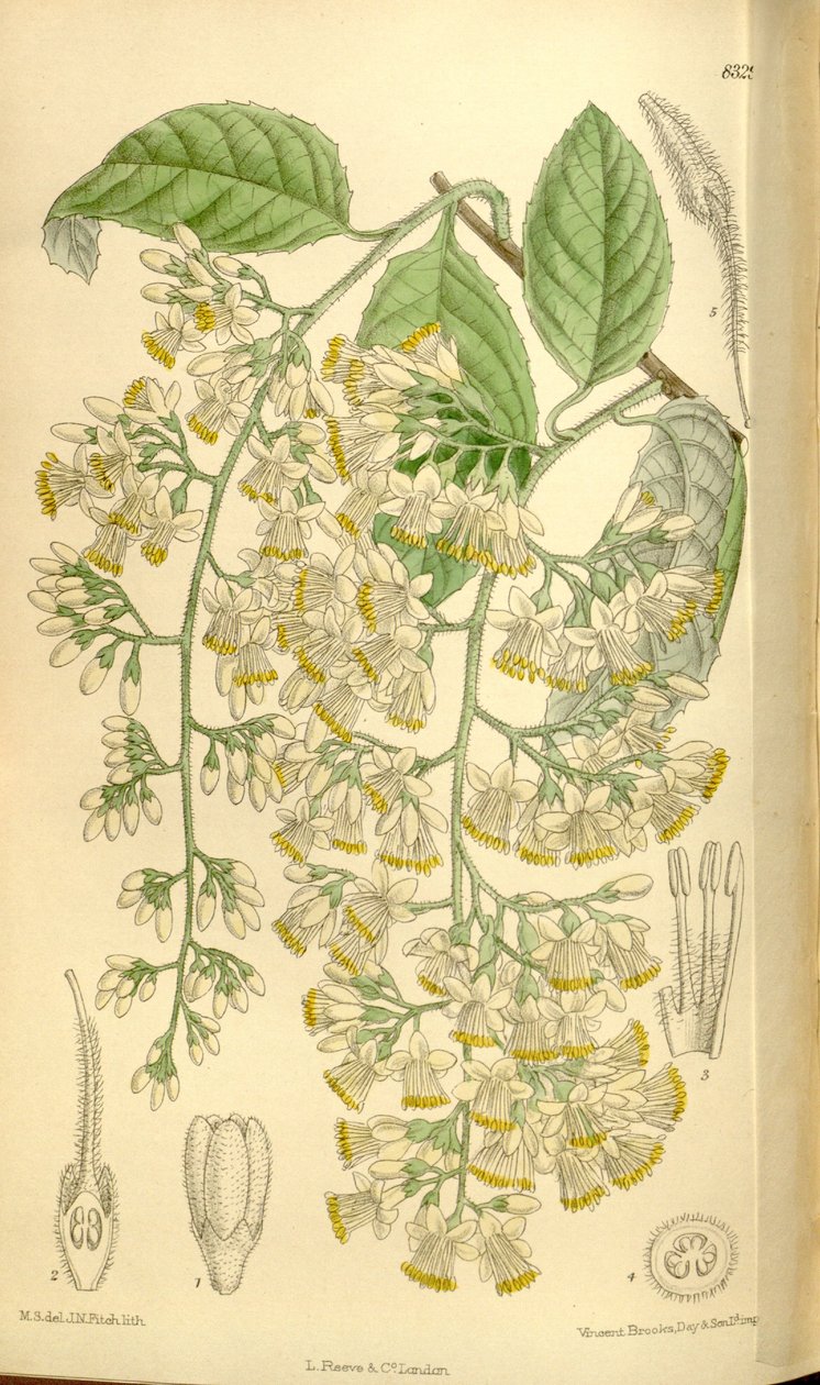 Pterostyrax hispidus, Styracaceae autorstwa J.N. Fitch
