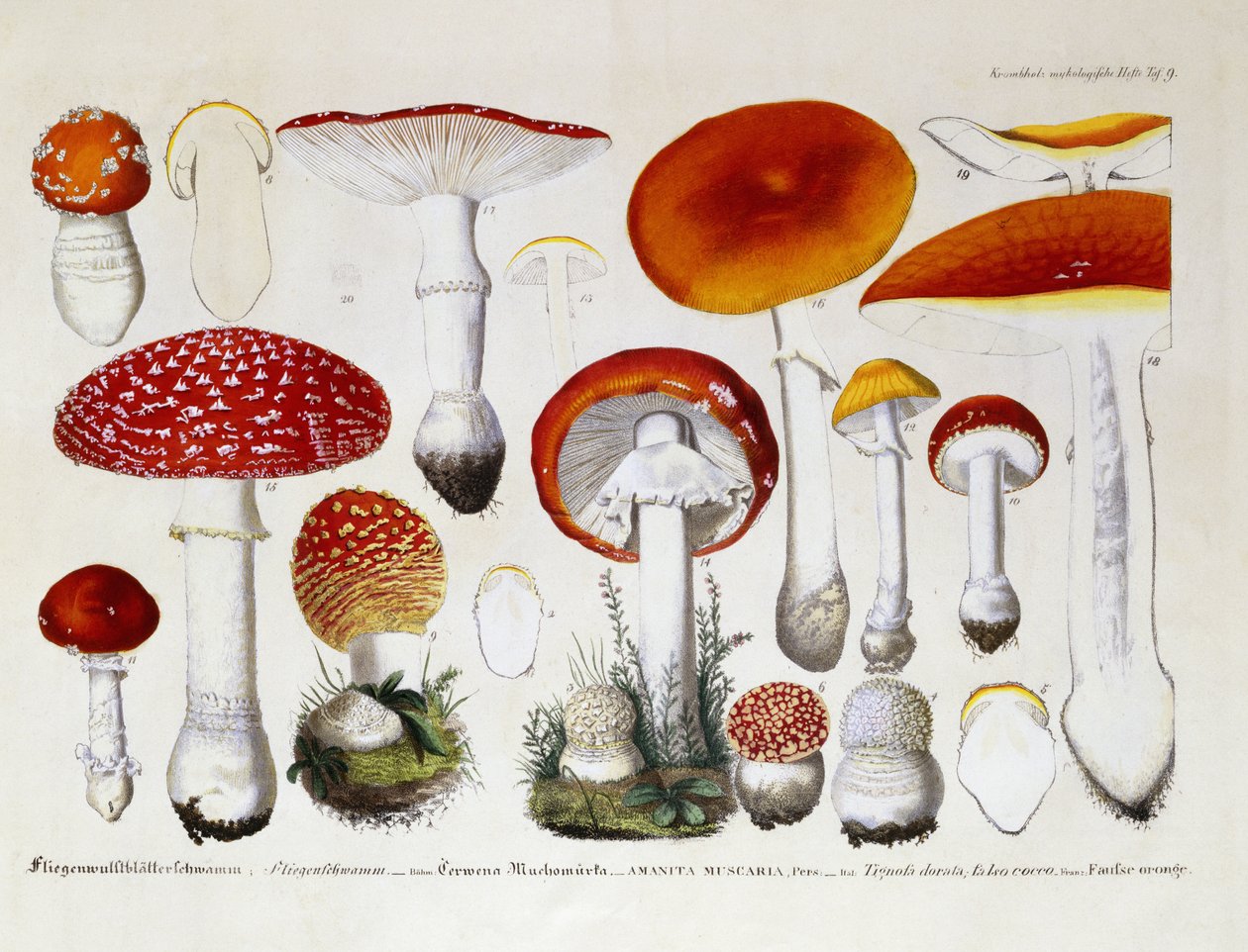 Amanita Muscaria, ok. 1831-46 autorstwa J. G. Calve