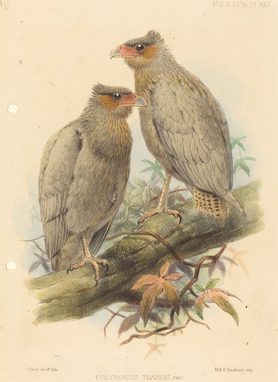 Polyborus Tharus, Var. autorstwa J. Smit