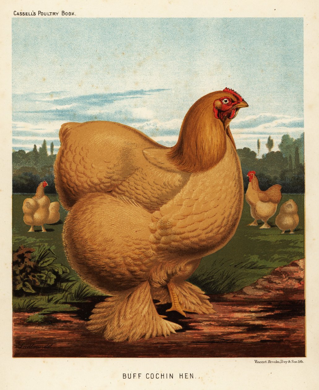 Buff cochin kura autorstwa J. W. (after) Ludlow