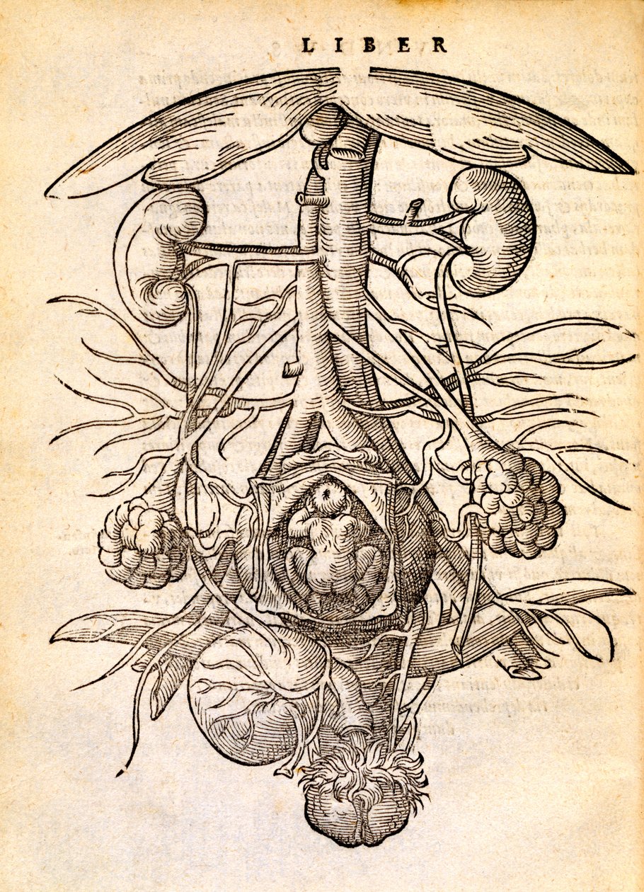 System rozrodczy kobiet w ciąży, 1554 autorstwa Jacob Rueff