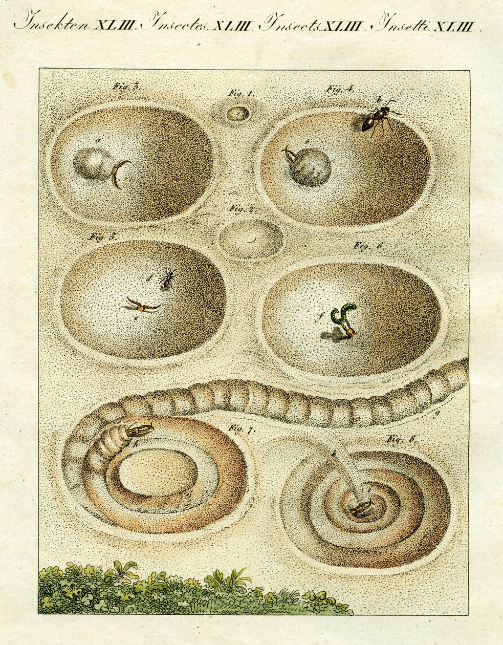 Ilustracja przedstawiająca lwa mrówki łapiącego swoją zdobycz, 1790 (ręcznie kolorowy grawerunek) autorstwa Jacob Xavier Schmuzer
