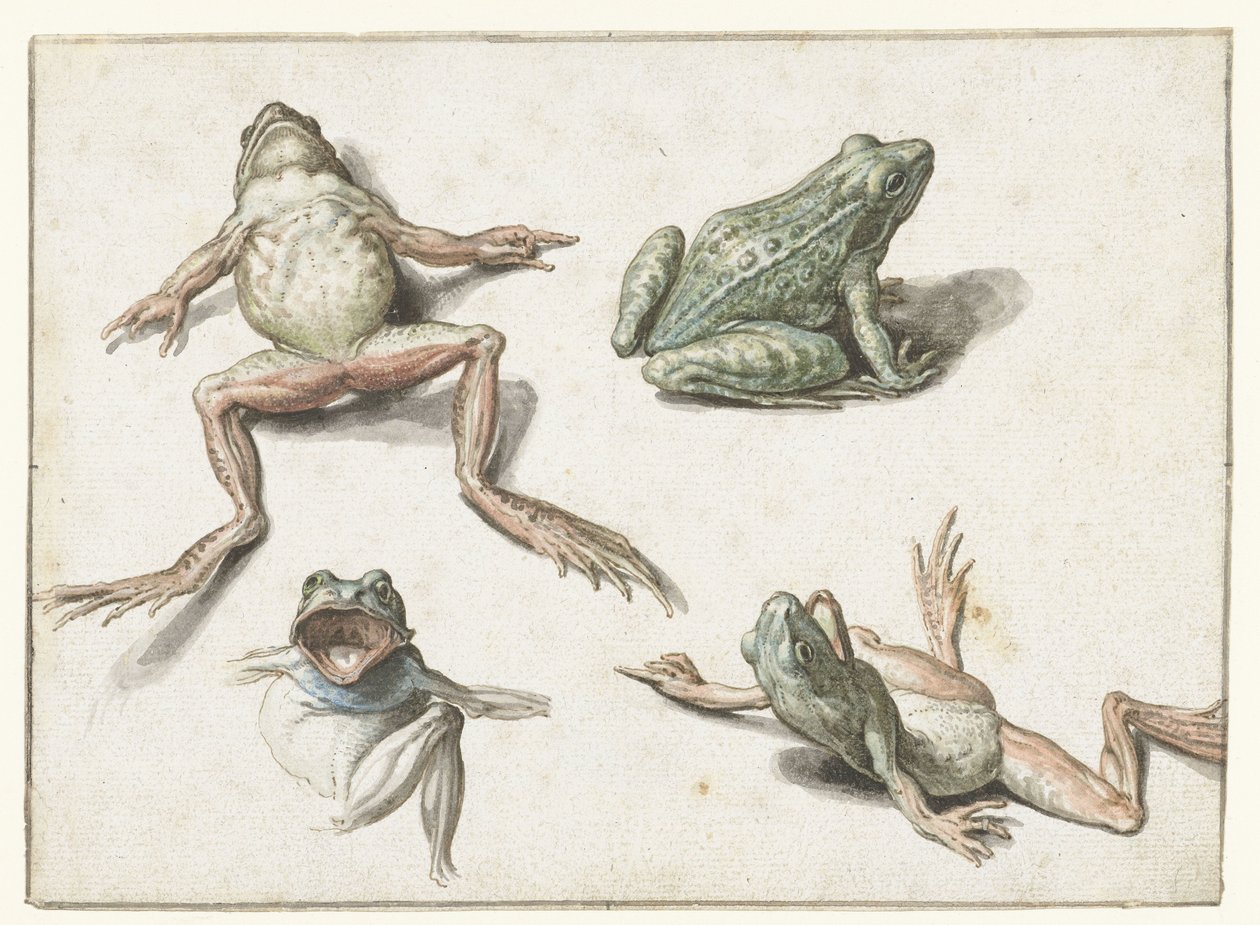 Cztery studia żaby autorstwa Jacob de Gheyn (II)