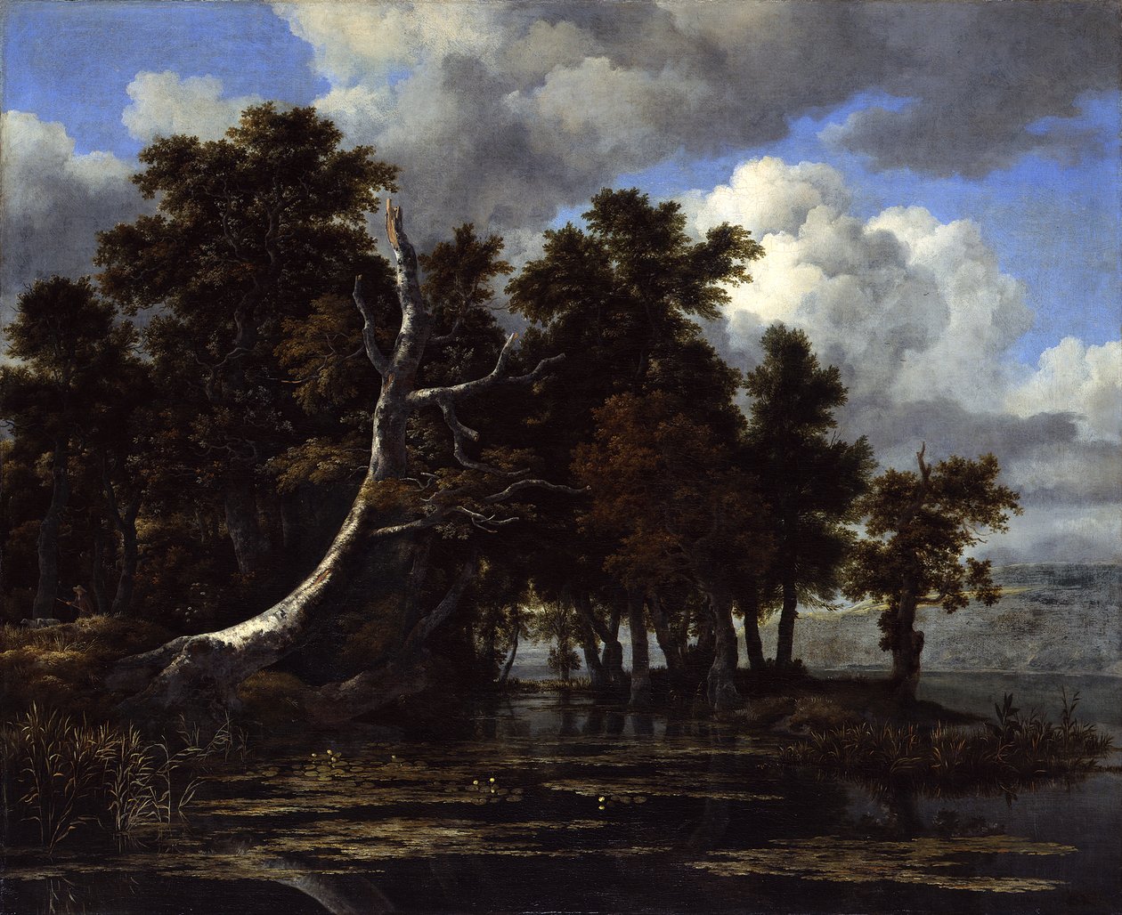 Dęby nad jeziorem z liliami wodnymi autorstwa Jacob van Ruisdael