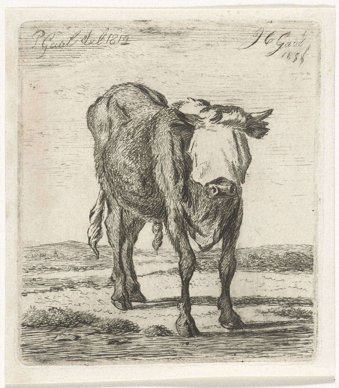 Byk z zawiązanymi oczami autorstwa Jacobus Cornelis Gaal
