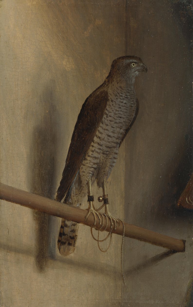 Krogulec autorstwa Jacopo de Barbari