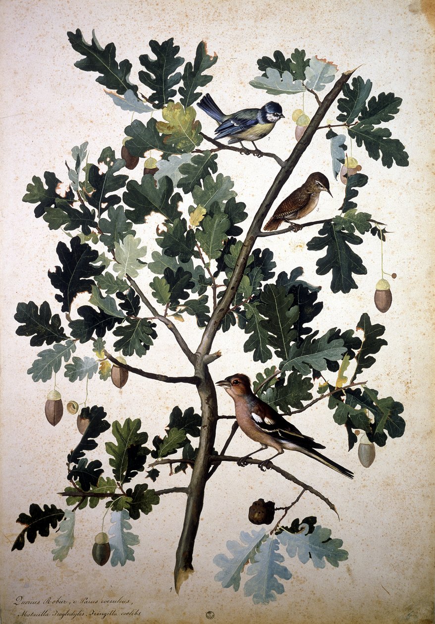 Zielnik: Quercus robur autorstwa Jacopo Ligozzi