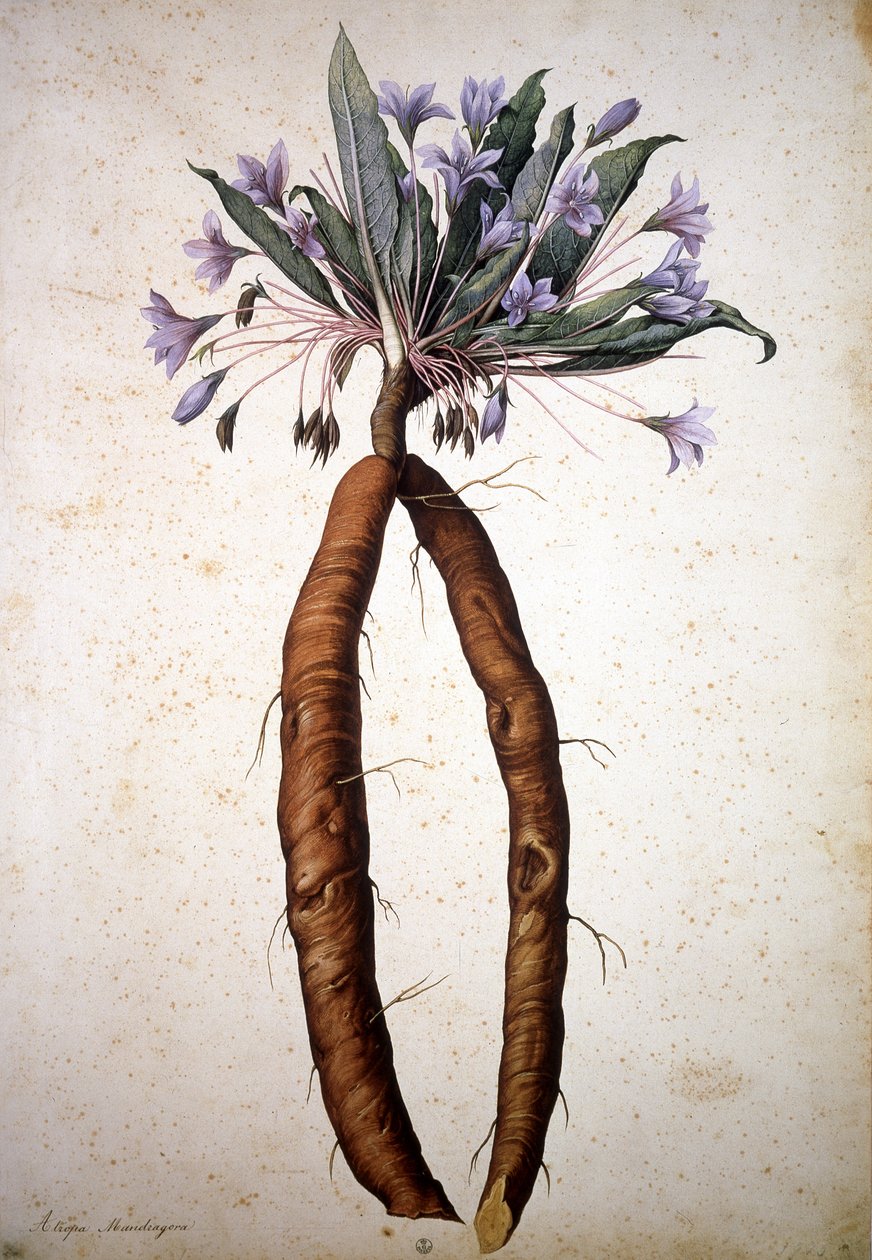 Nieznany obraz autorstwa Jacopo Ligozzi