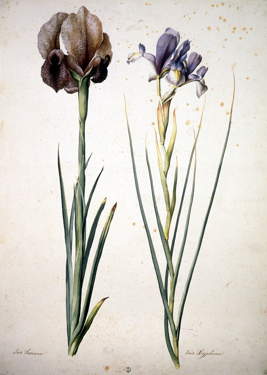 Nieznany obraz autorstwa Jacopo Ligozzi