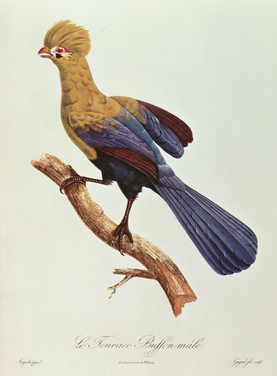 Touraco . Buffona autorstwa Jacques Barraband
