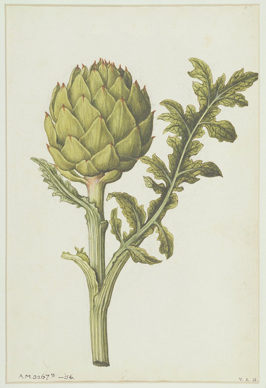 Karczoch: Cynara scolymus, ok. 1568 r. autorstwa Jacques Le Moyne