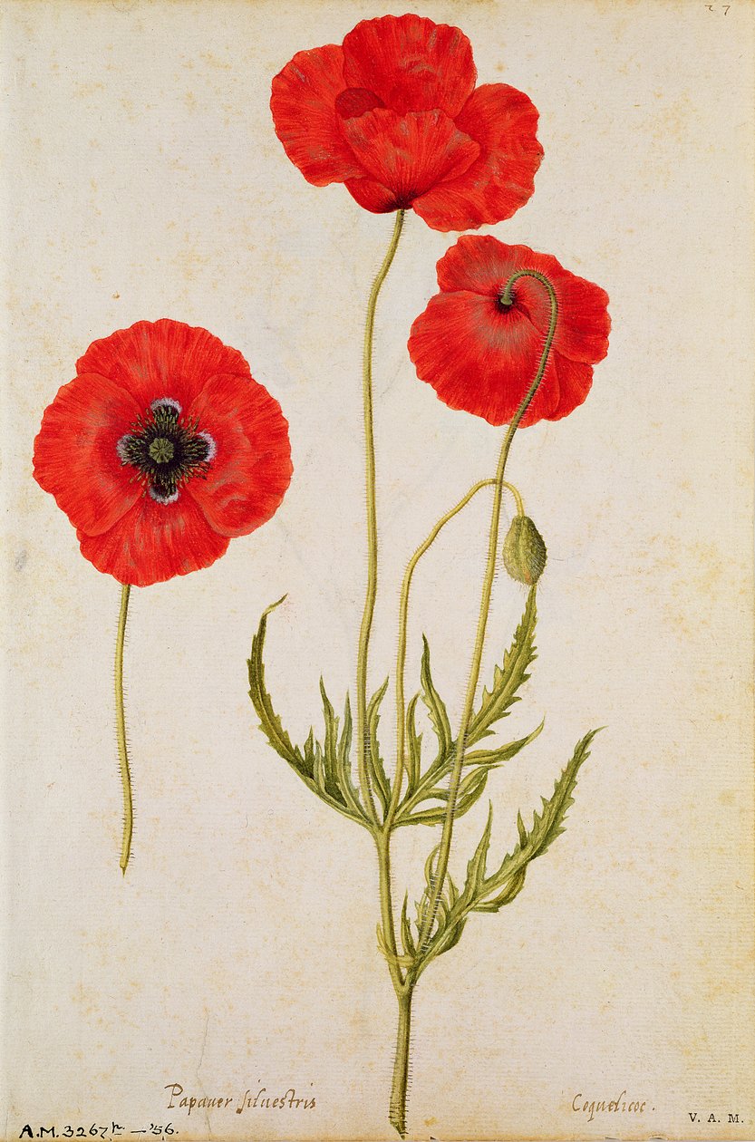 Papaver rhoeas, c1568 autorstwa Jacques Le Moyne