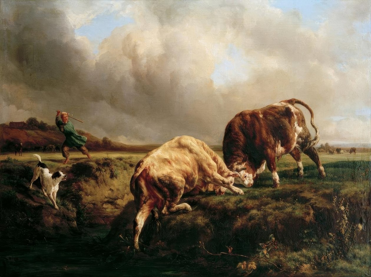 Walka byków autorstwa Jacques Raymond Brascassat