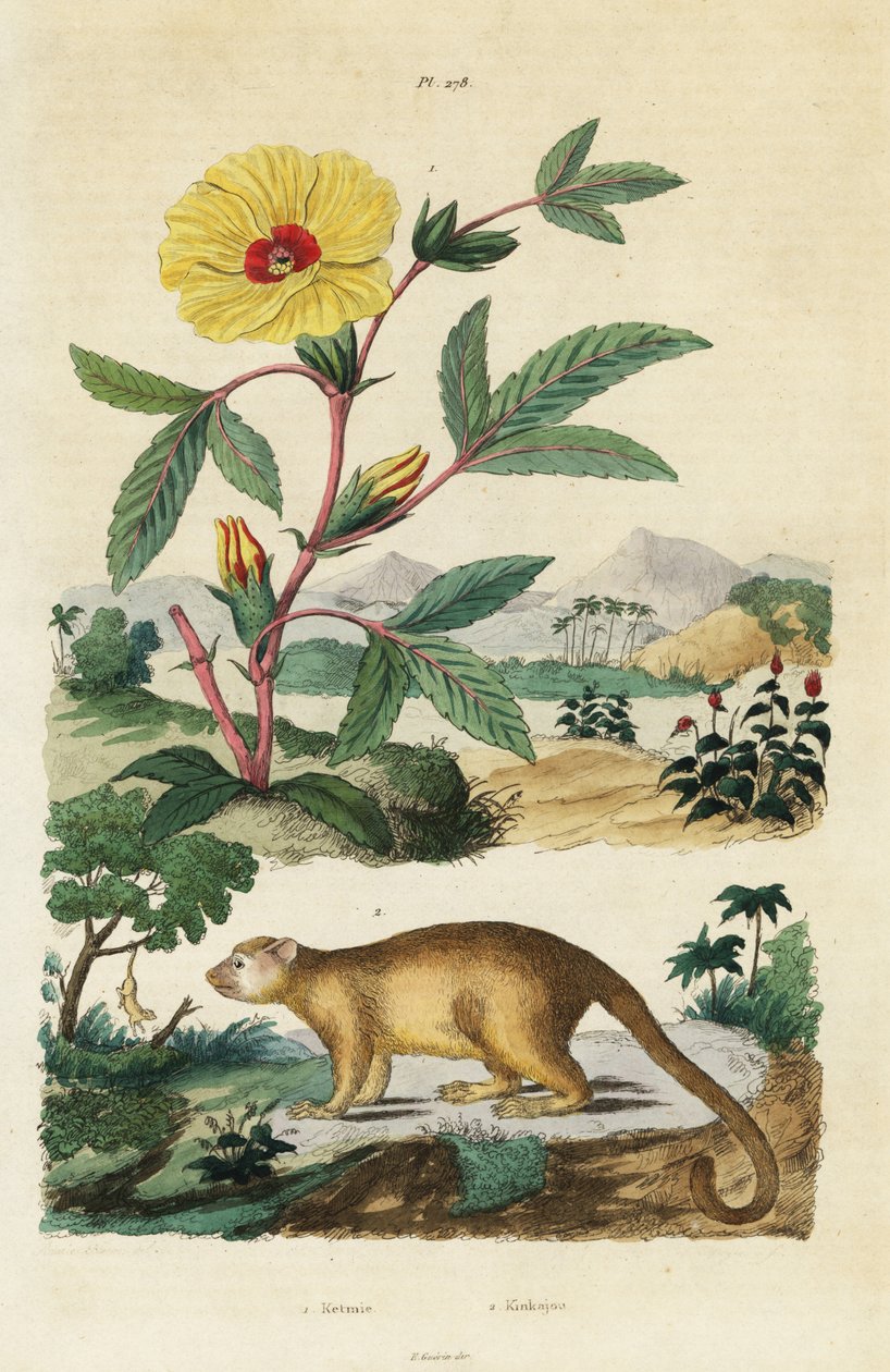 Kinkajou i Roselle. autorstwa Jacques Reyne Isidore Acarie Baron