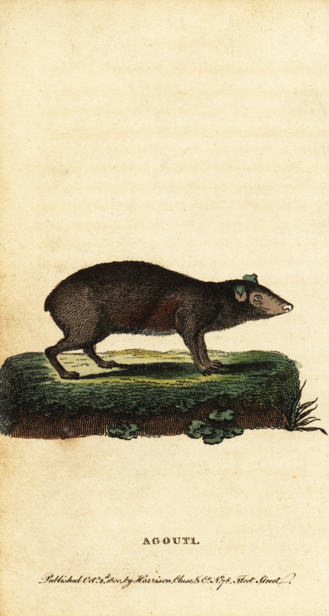 Gatunki Aguti, Dasyprocta. 1800 (grawerowanie) autorstwa Jacques de Seve
