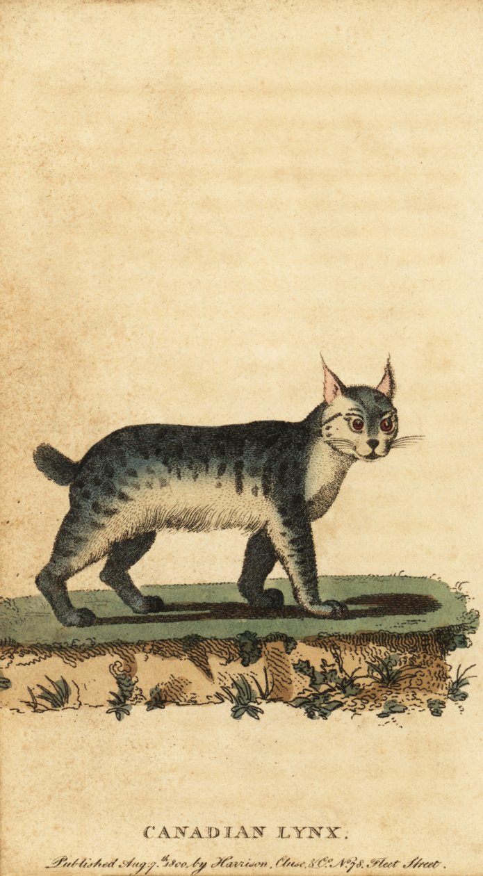 Ryś kanadyjski, Lynx canadensis., 1800 (ryty) autorstwa Jacques de Seve