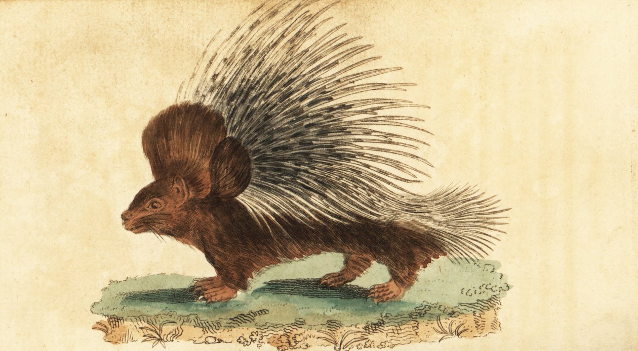 Jeżozwierz czubaty, Hystrix cristata., 1800 (rycina) autorstwa Jacques de Seve