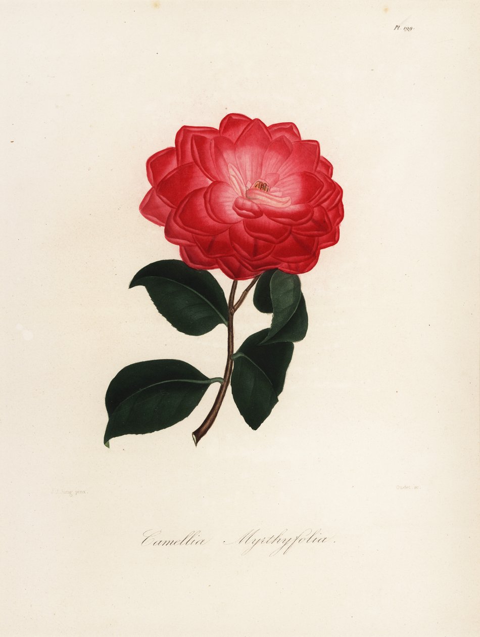 Odmiana Camellia japonica, Camellia myrthyfolia autorstwa Jakob (after) Jung