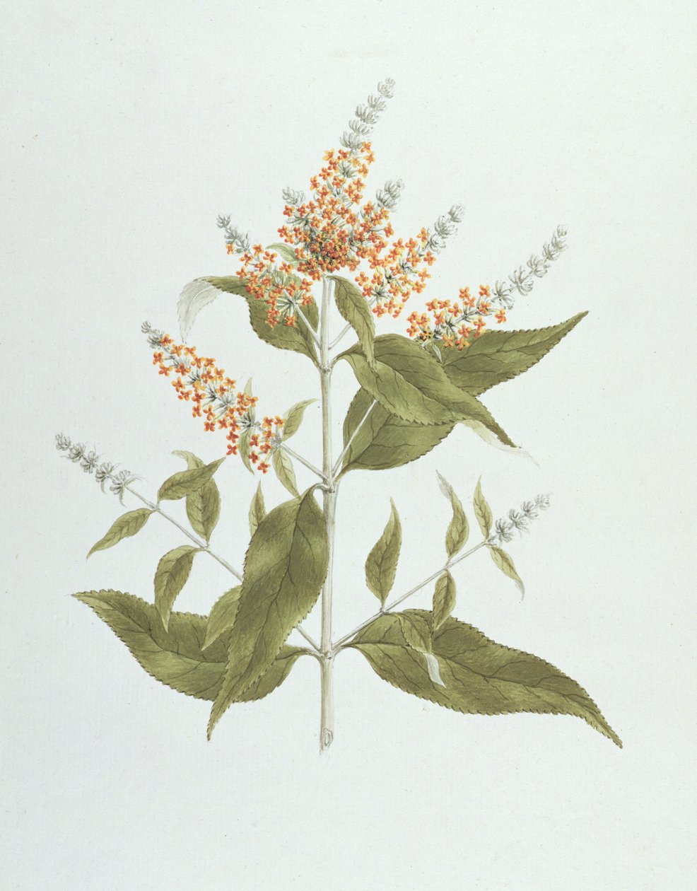 Umtar (Buddleia polystachya) (wc nad grafitem na papierze) autorstwa James Bruce