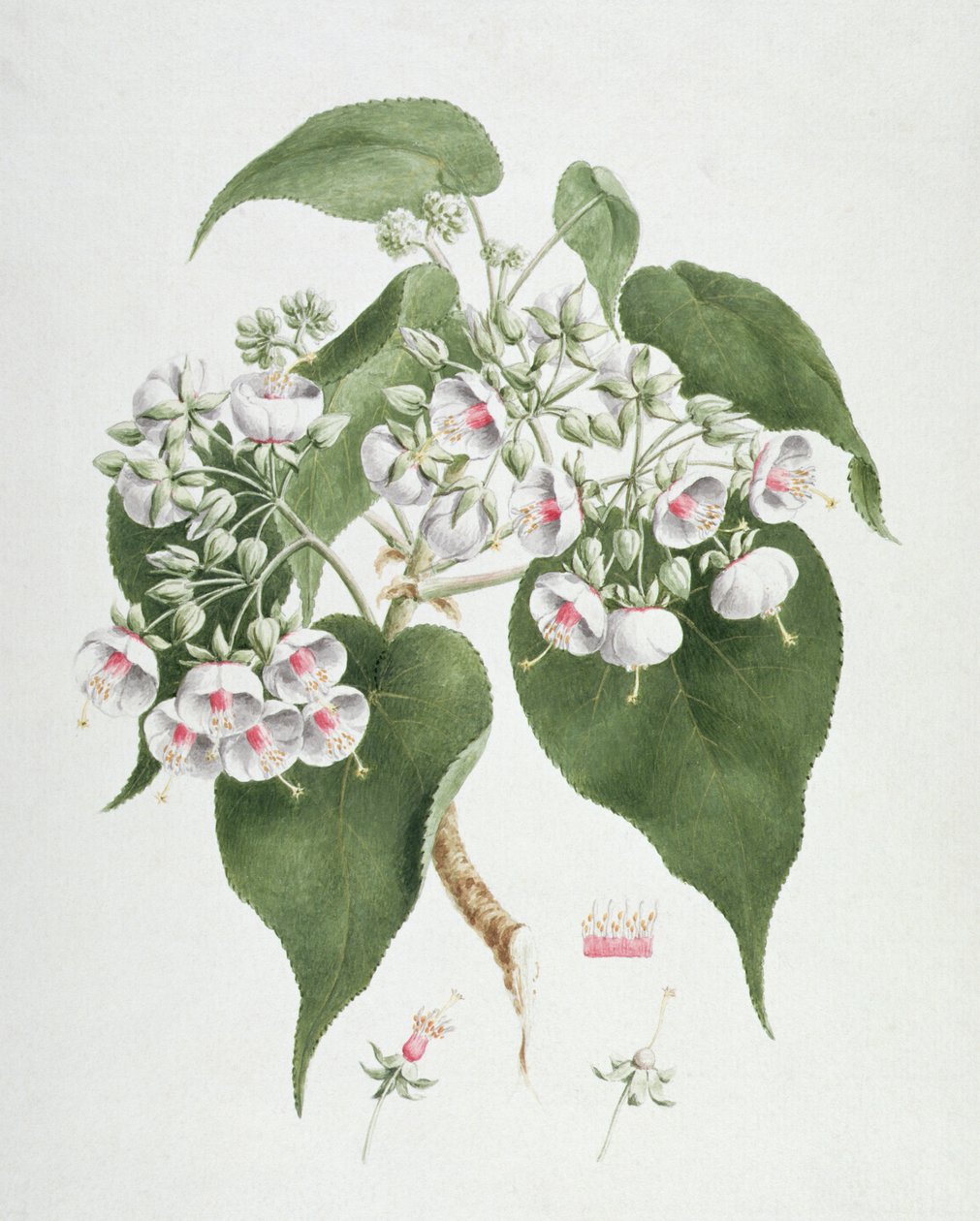 Walkuffa No.5 Dombeya torrida (wc i grafit na papierze) autorstwa James Bruce