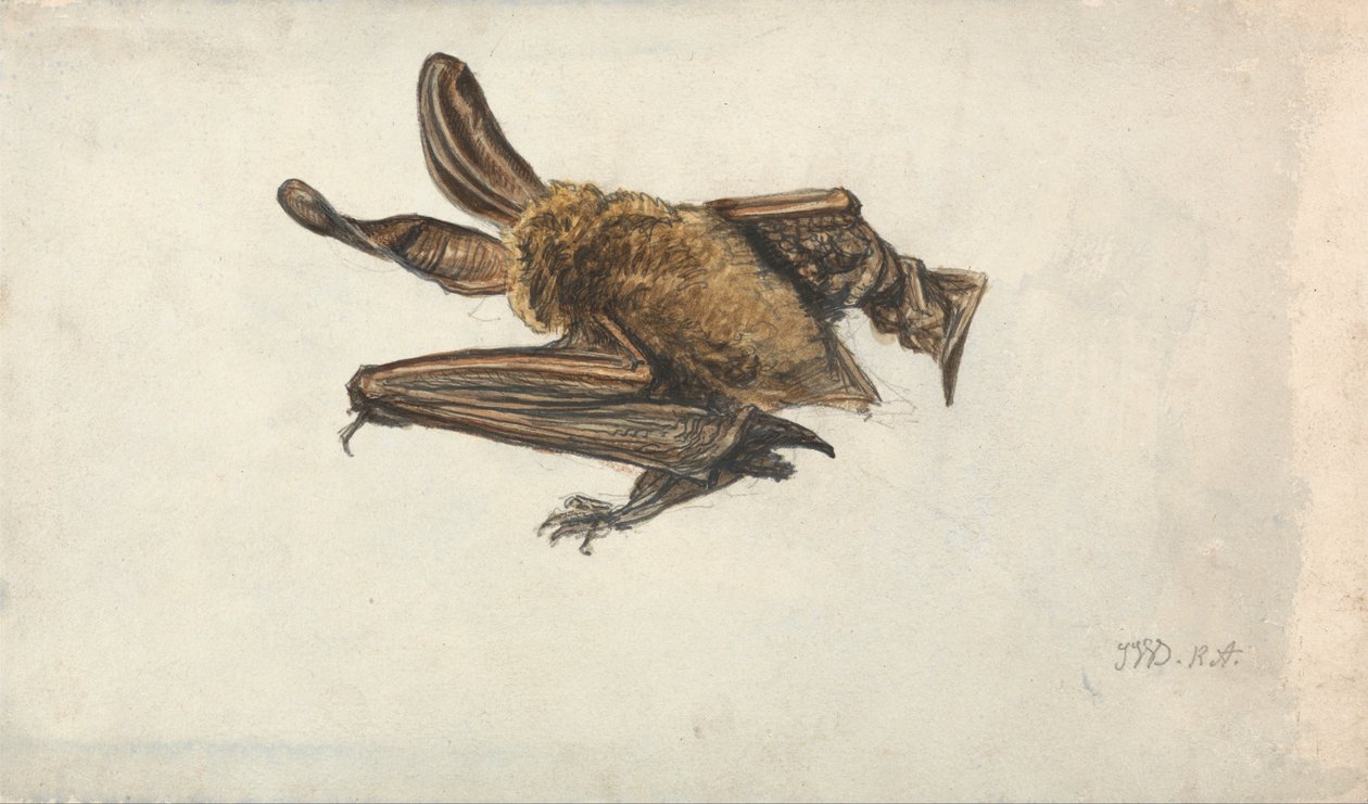 A Bat autorstwa James Ward