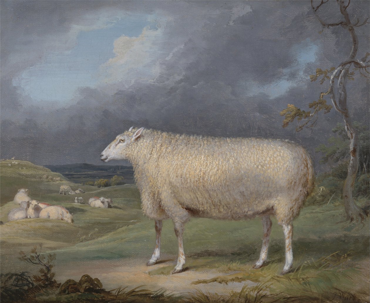 Granica Leicester Ewe autorstwa James Ward