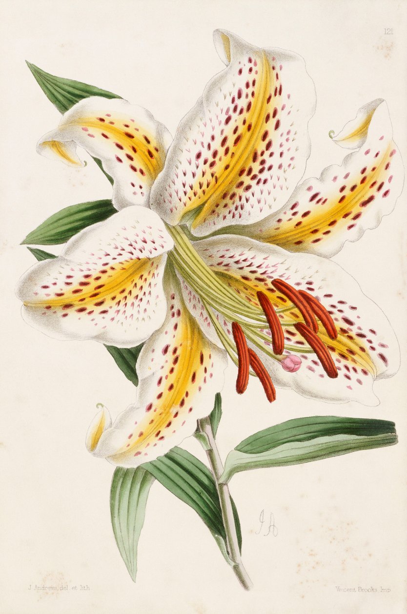 Lily, z „Kwiatowego magazynu”, 1861-71 autorstwa James Andrews
