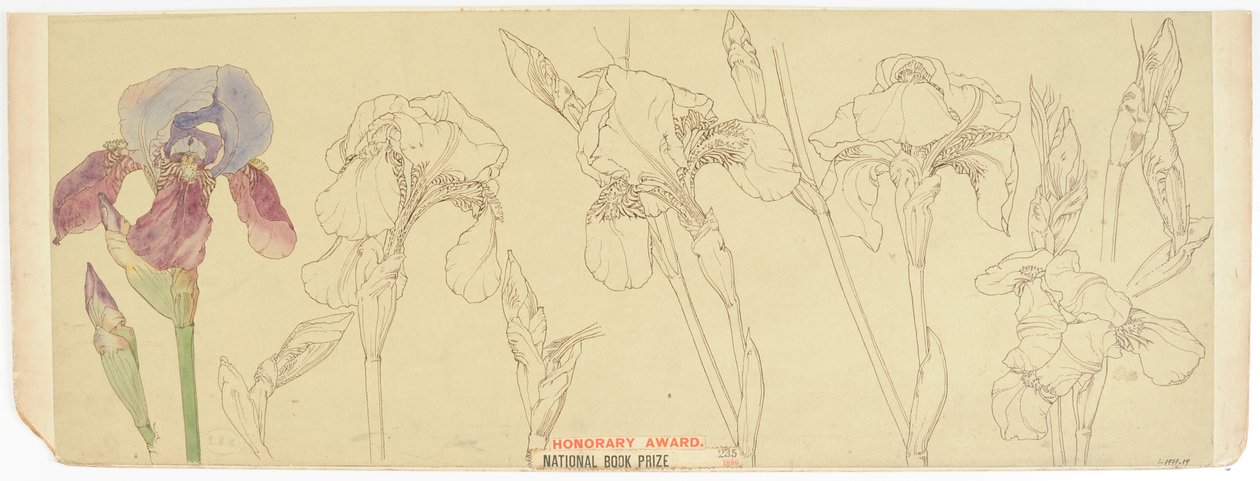 Studia botaniczne, 1900-30 (wc na papierze) autorstwa James Atherton