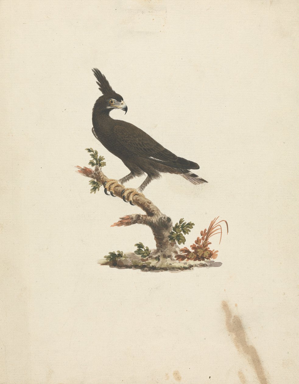 Lophaetus occipitalis (orzeł długoczuby) autorstwa James Bruce
