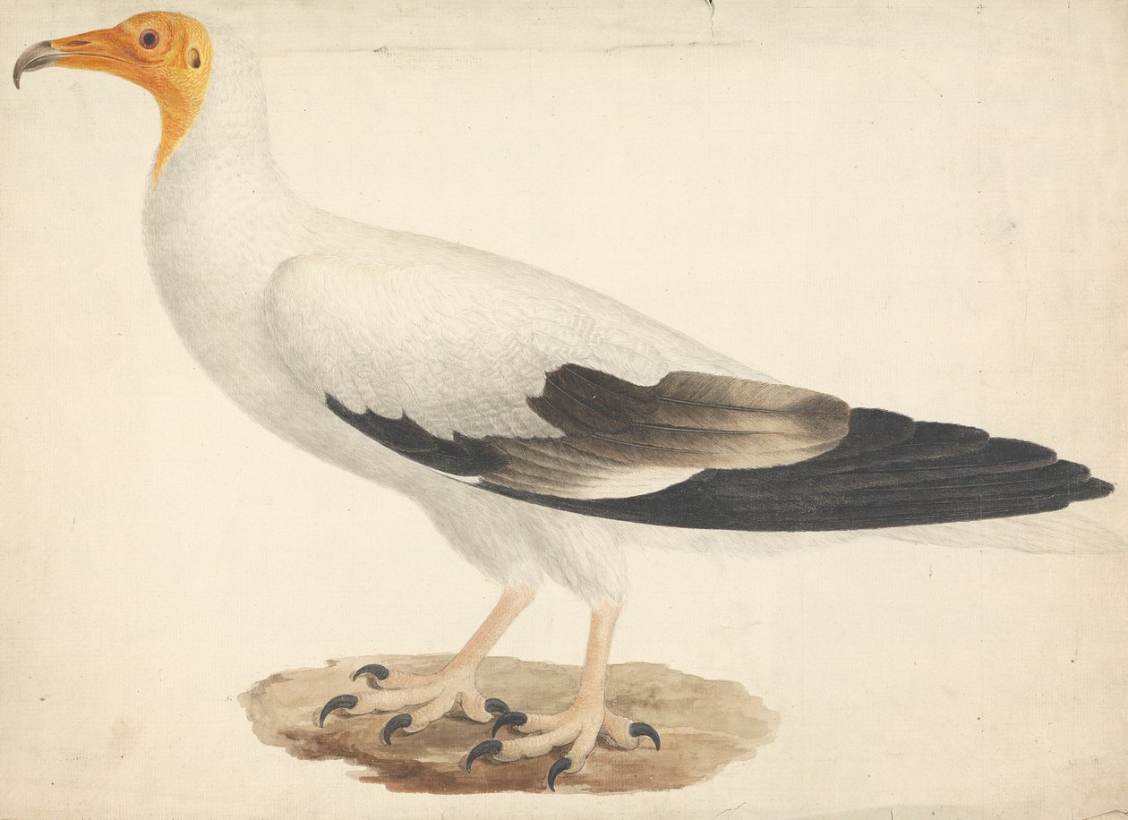 Neophron percnopterus (sęp egipski) autorstwa James Bruce