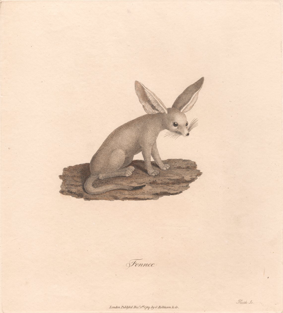 Fenek autorstwa James Heath