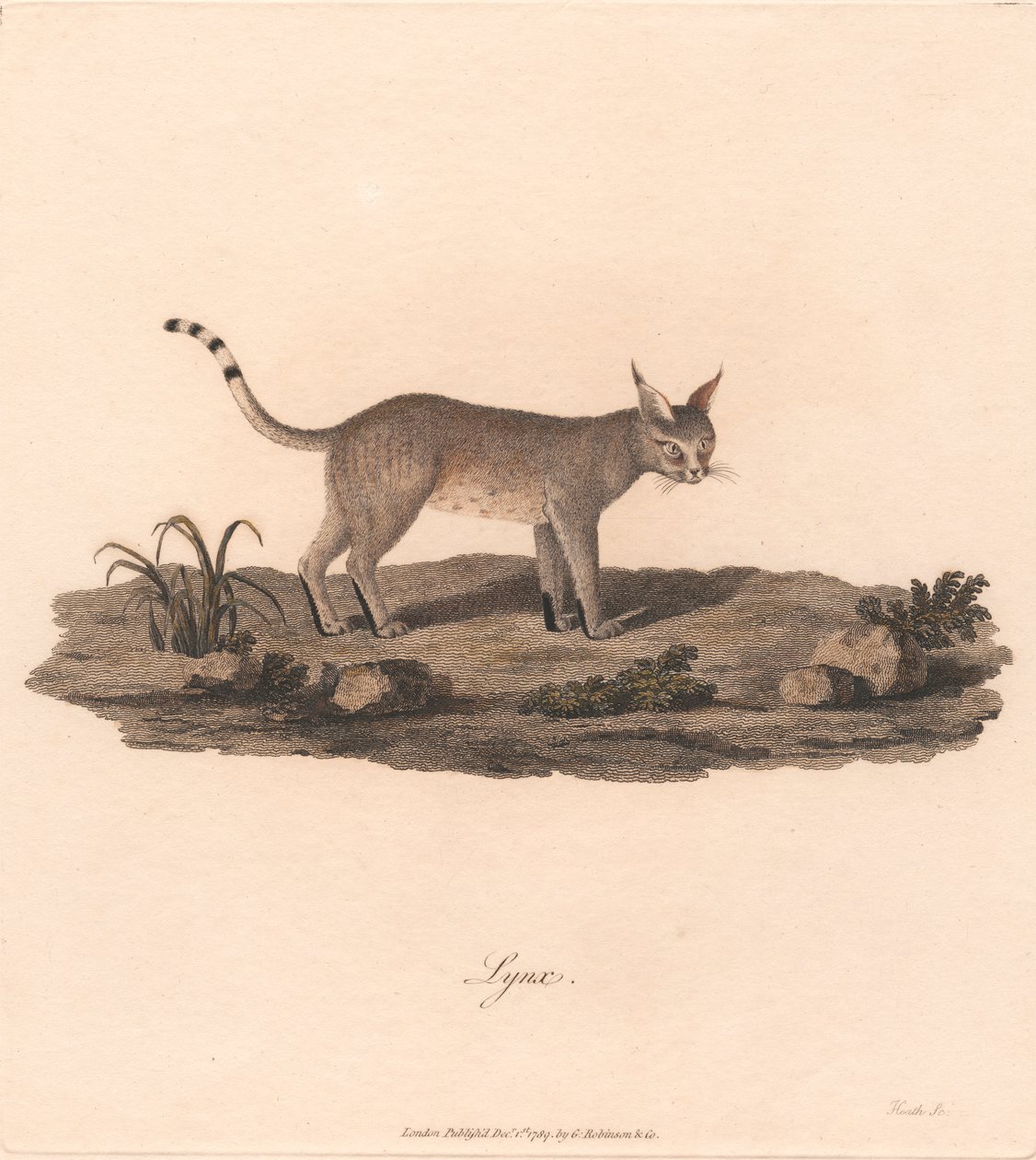 Ryś autorstwa James Heath