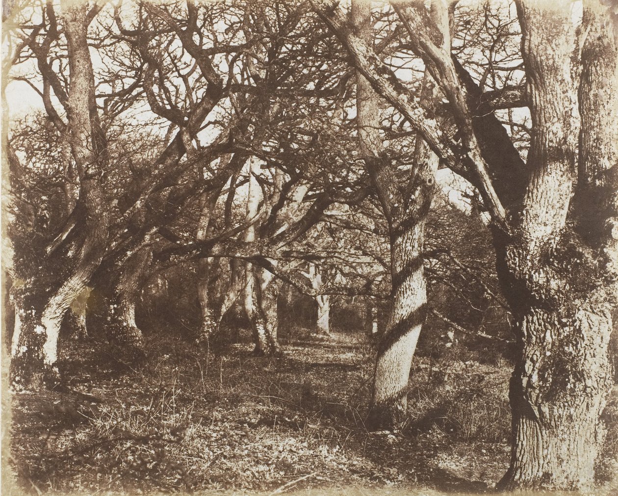 Peep w Leigh Woods, 1853-56. autorstwa James Knight
