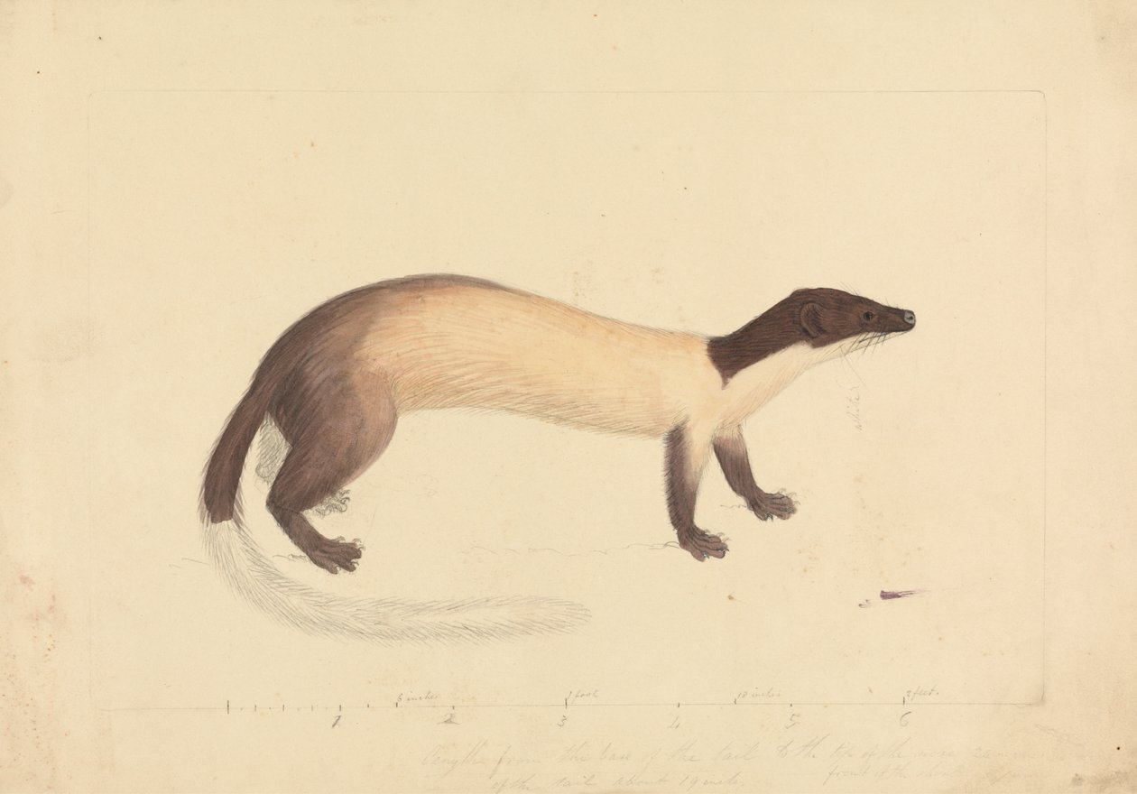 Łasica autorstwa James Sowerby