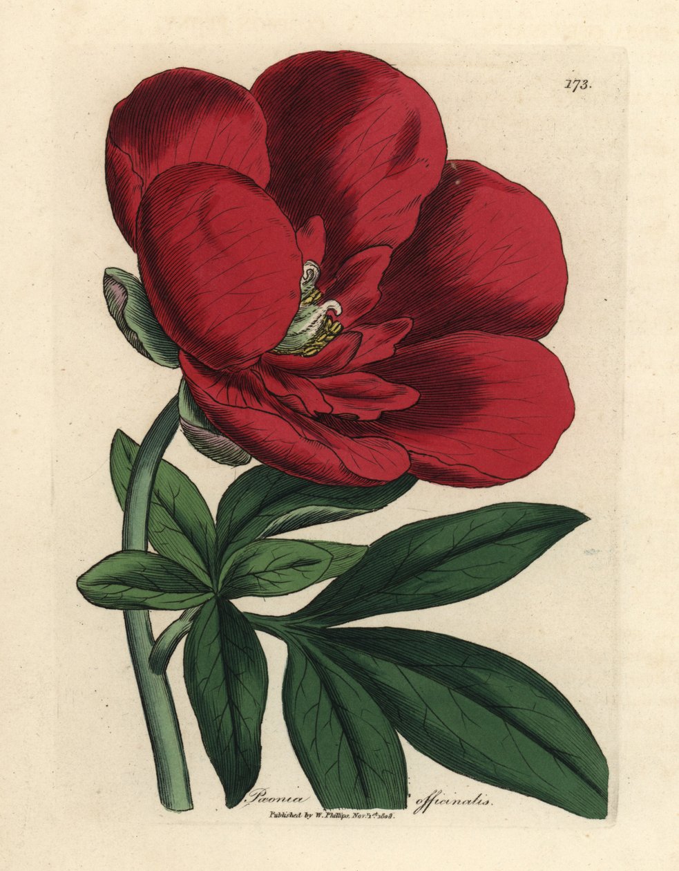 polish autorstwa James Sowerby