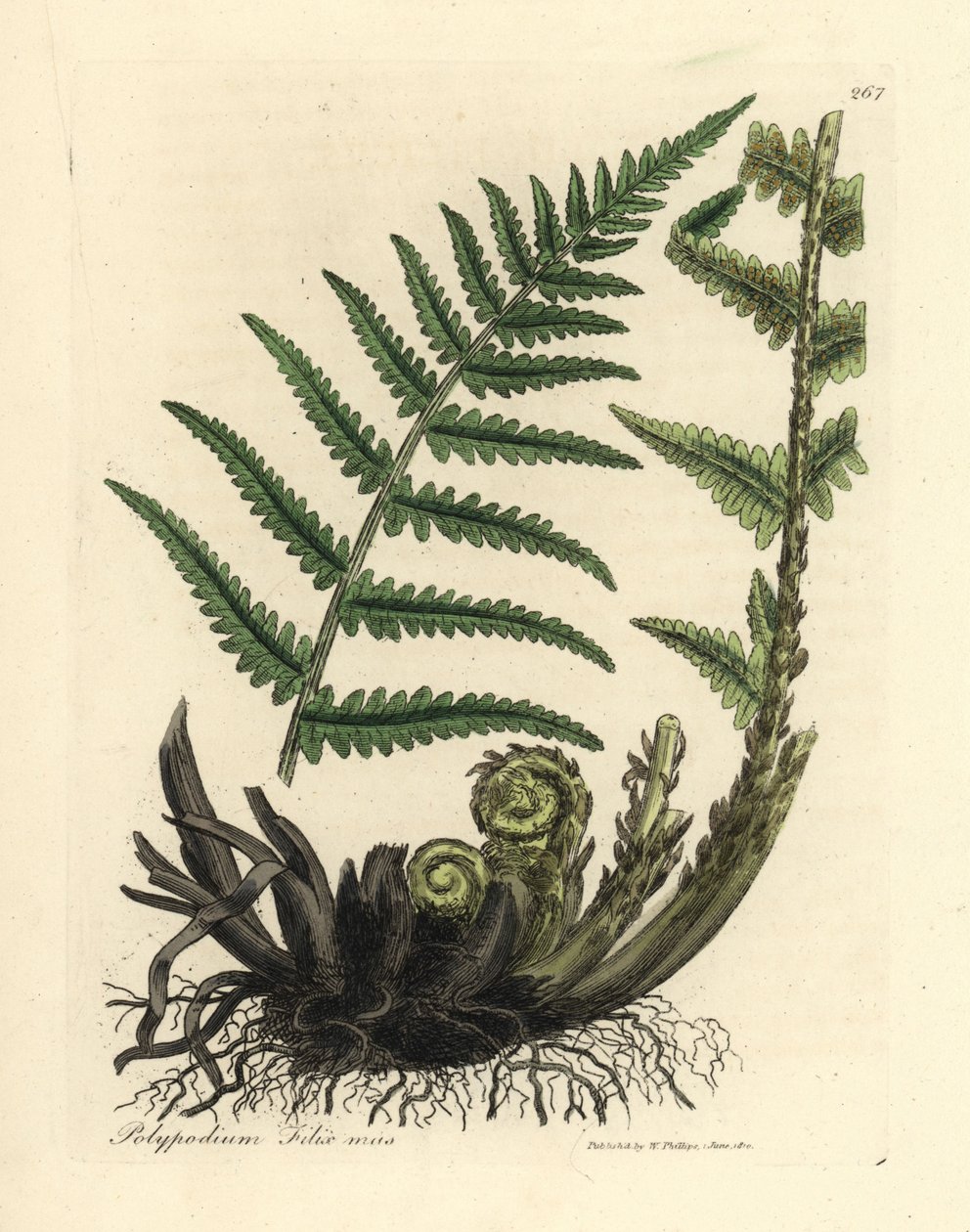 Samiec paproci polypody, samiec Polypodium filix autorstwa James Sowerby