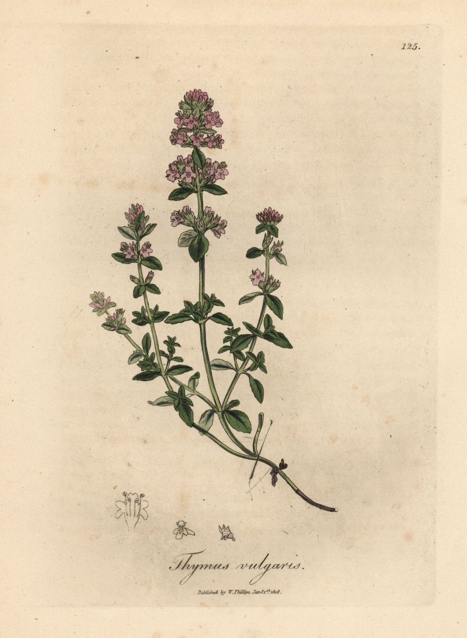 Tymianek ogrodowy o różowych kwiatach, Thymus vulgaris autorstwa James Sowerby