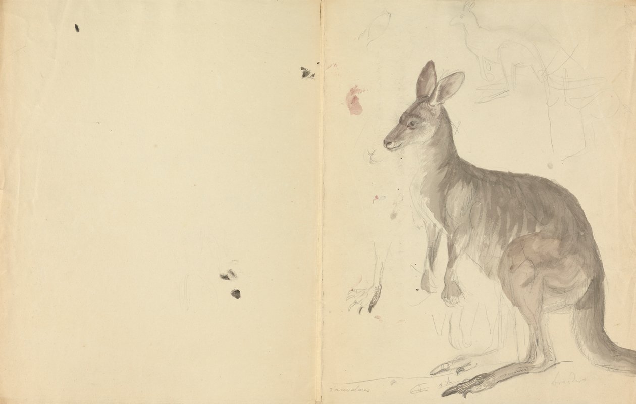 Dois cangurus com detalhes polonês autorstwa James Sowerby