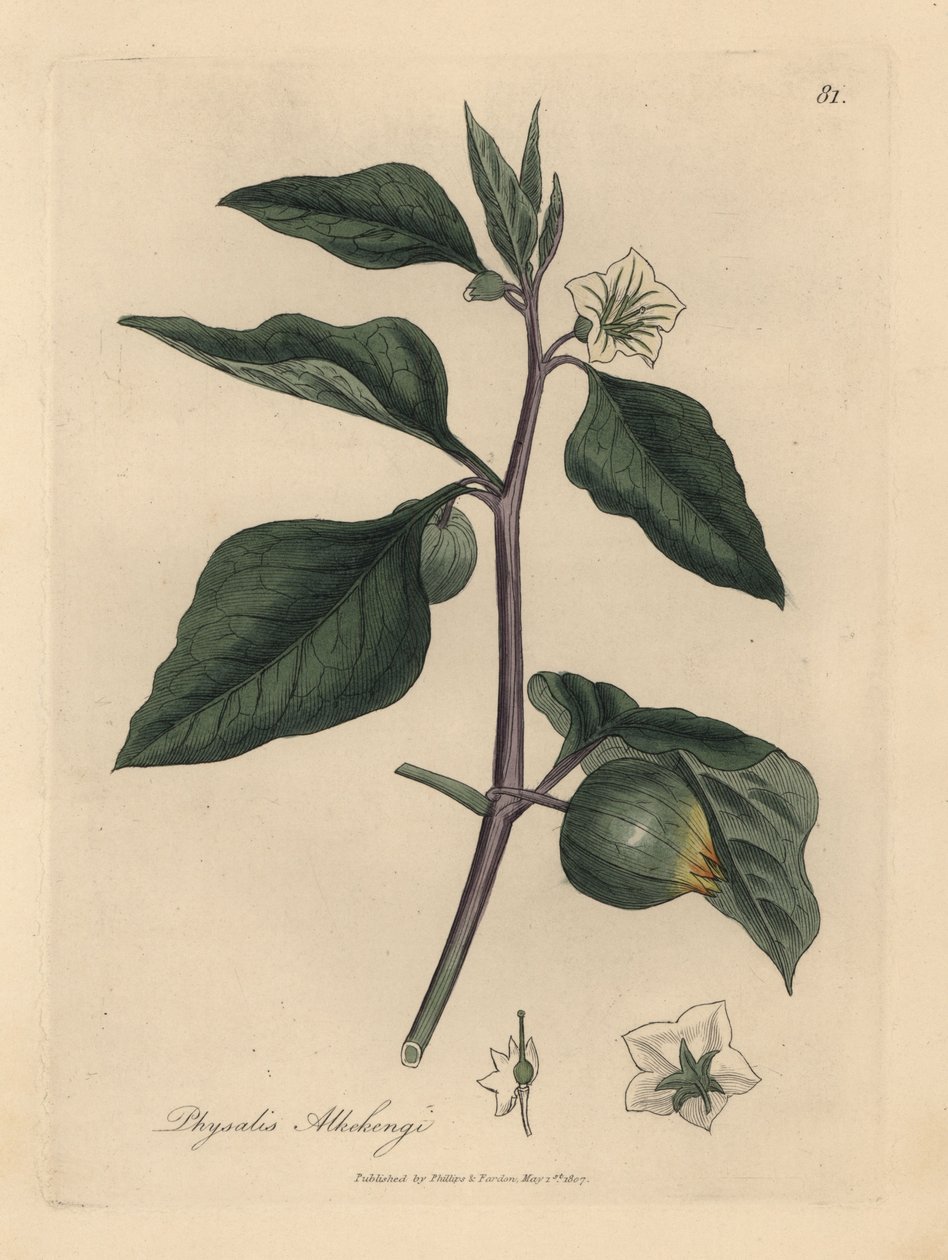 Biało kwitnąca zimowa wiśnia, Physalis alkekengi autorstwa James Sowerby