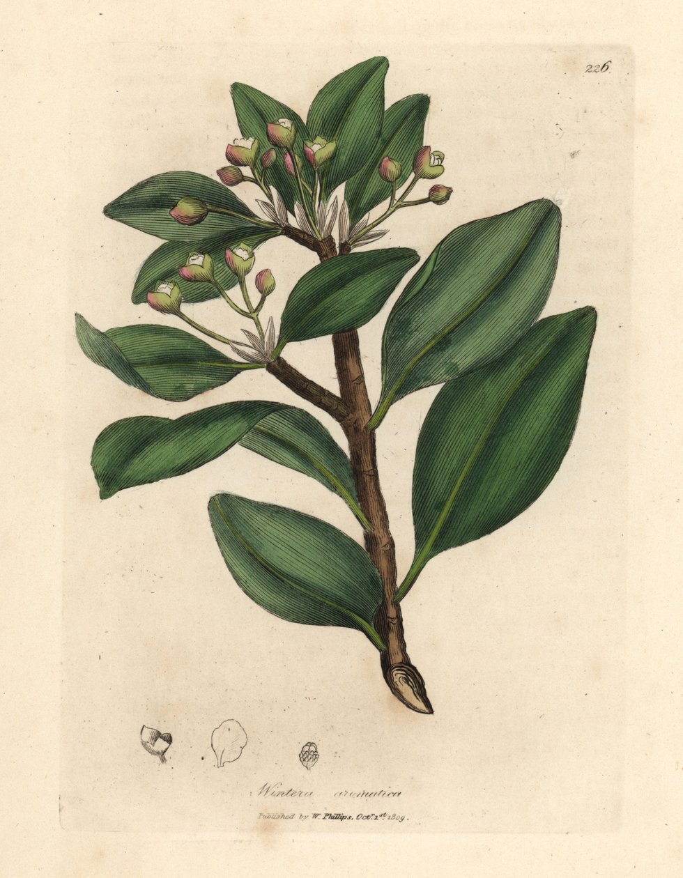 Kora zimy, Wintera aromatica, Drimys winteri autorstwa James Sowerby
