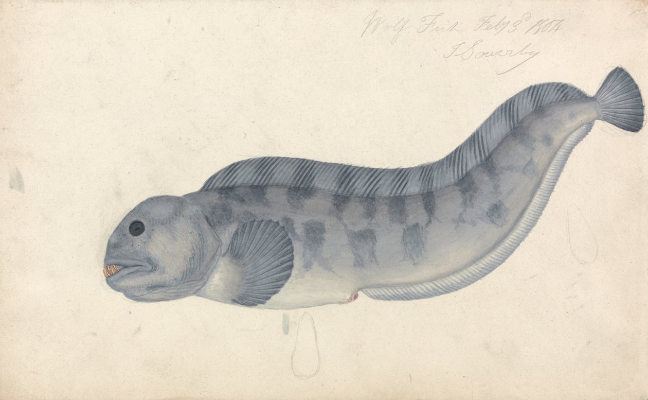 Wilcza Ryba autorstwa James Sowerby
