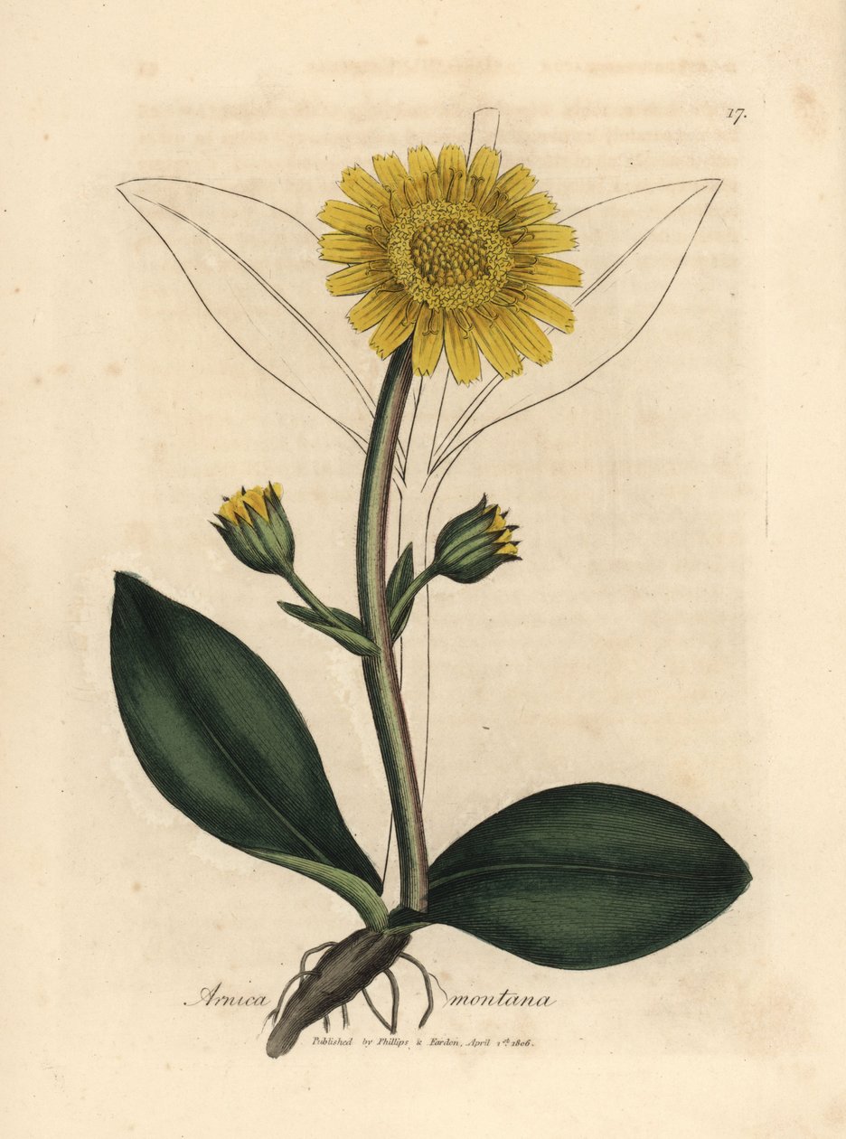 Arnika górska o żółtych kwiatach, Arnica montana autorstwa James Sowerby