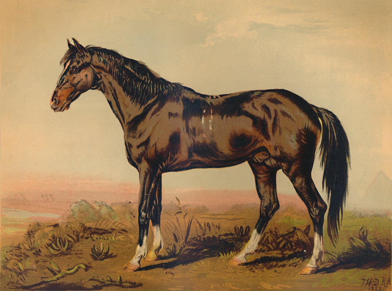 Koń Dongola, ok. 1850, ok. 1879. autorstwa James Ward