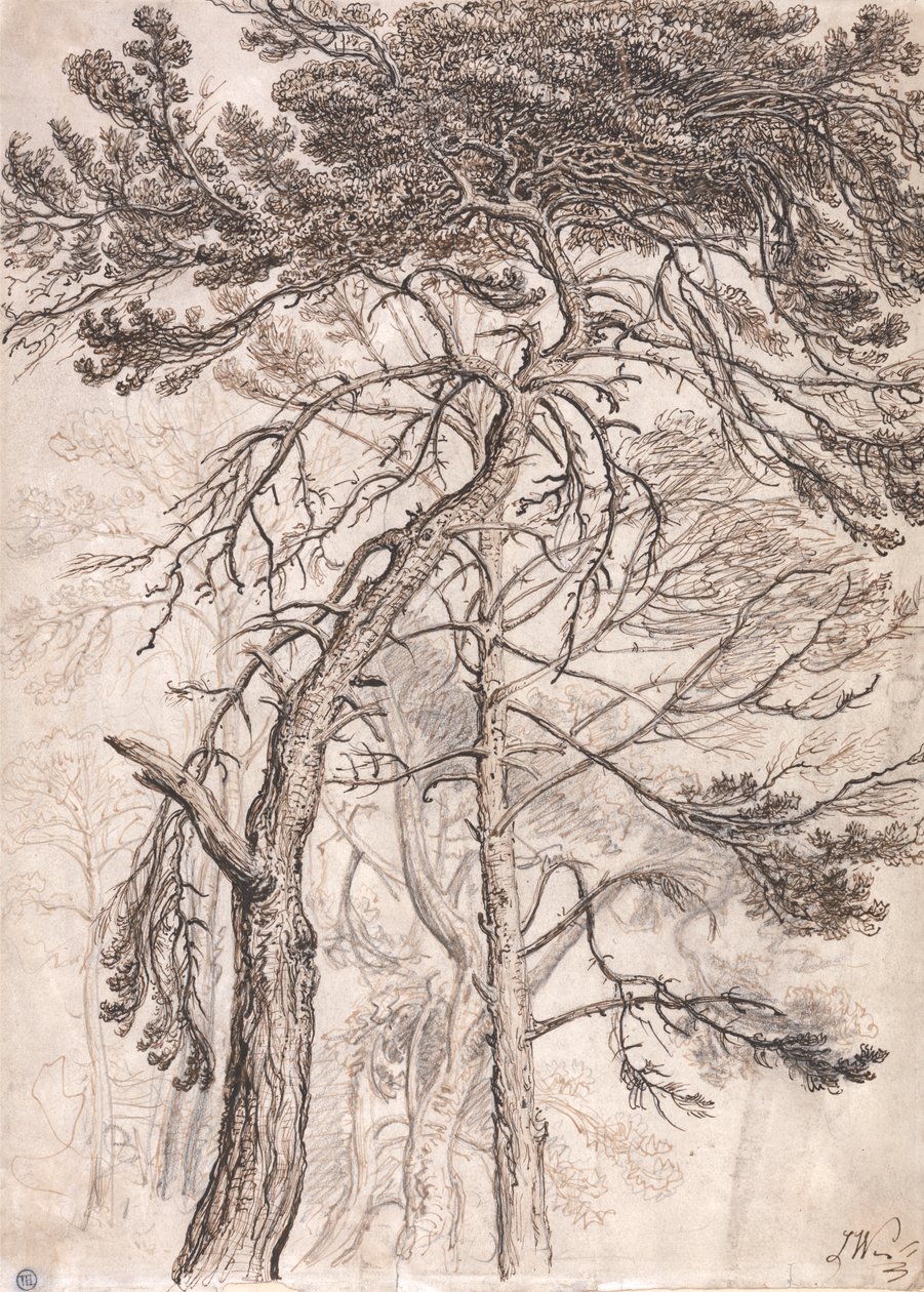 Studium drzew autorstwa James Ward