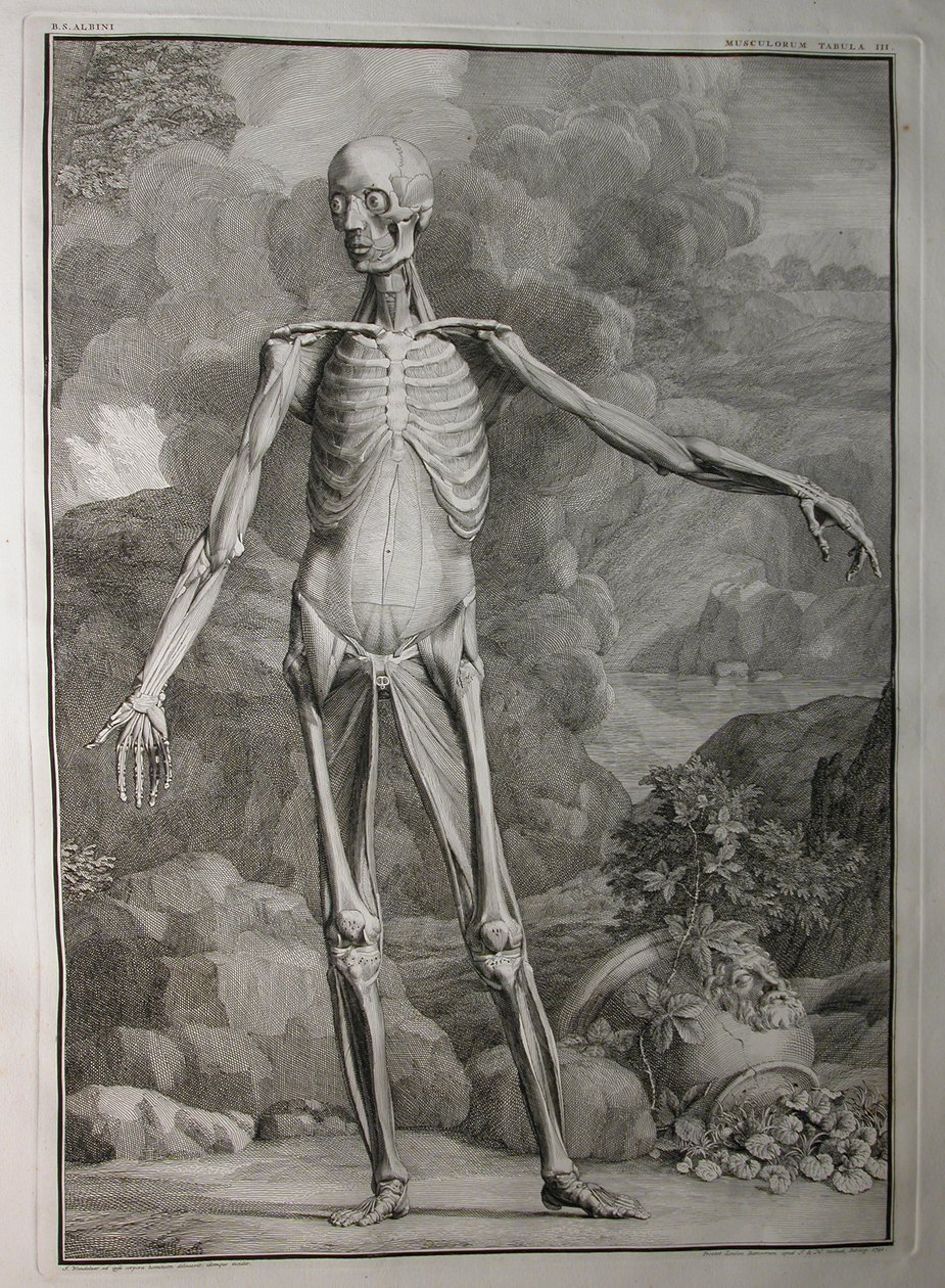 Albinus I, Pl. III: Musculature, ilustracja z 