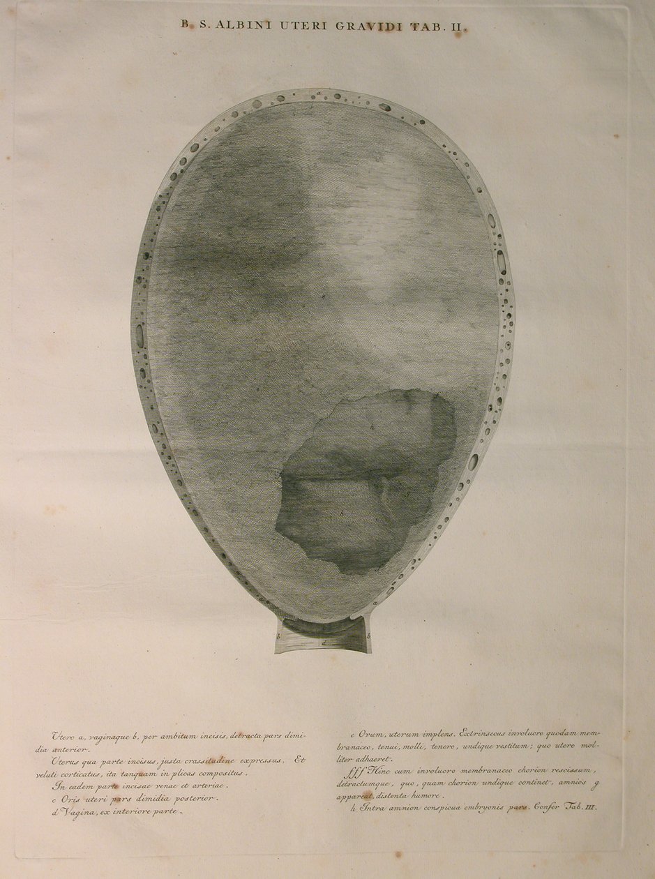 Albinus, Uterus, Pl. II, ilustracja z "Tabulae ossium humanorum", autorstwa Bernharda Siegfrieda Albinusa (1697-1770), opublikowana przez J.undH. Verbeek, bibliop., Leiden, 1753. autorstwa Jan Wandelaar