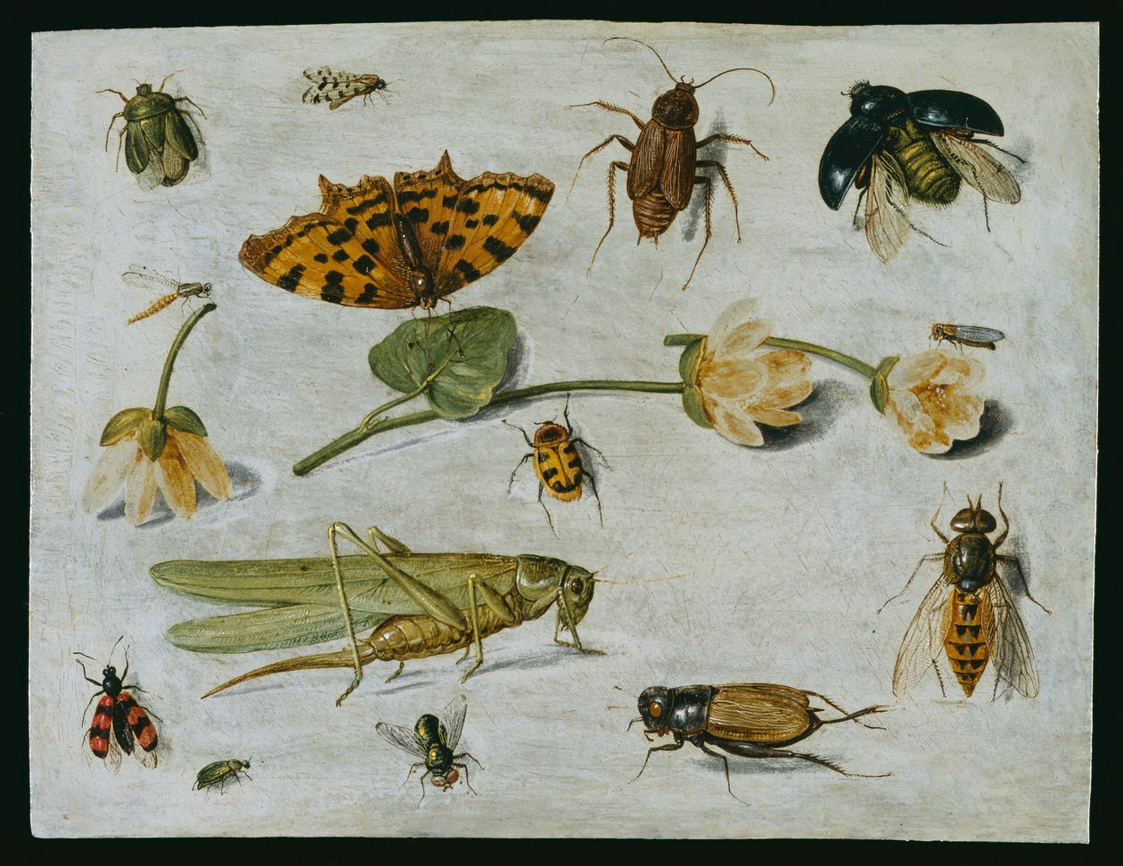 Owady (olej na miedzi) autorstwa Jan van Kessel the Elder