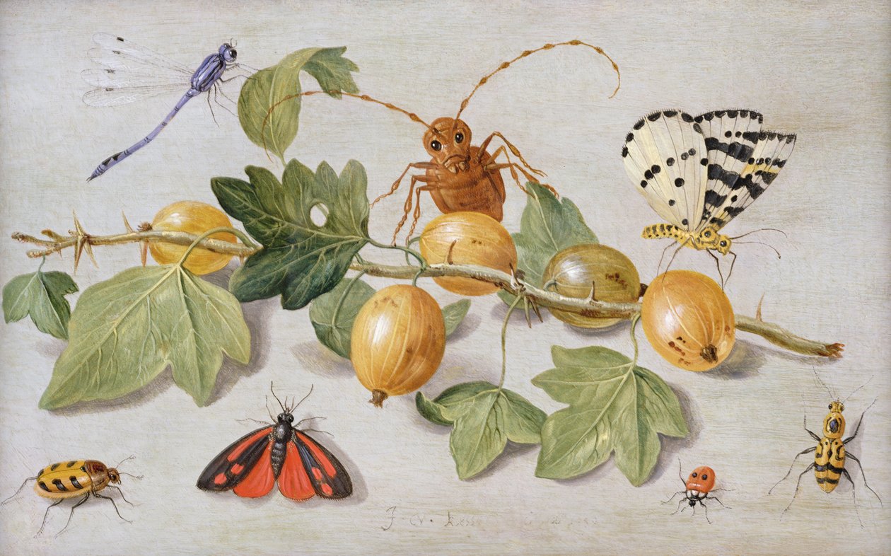 Martwa natura z gałęzi agrestu, z motylem, ćmą, dziewicą muchą i innymi owadami (olej na miedzi) autorstwa Jan van Kessel the Elder